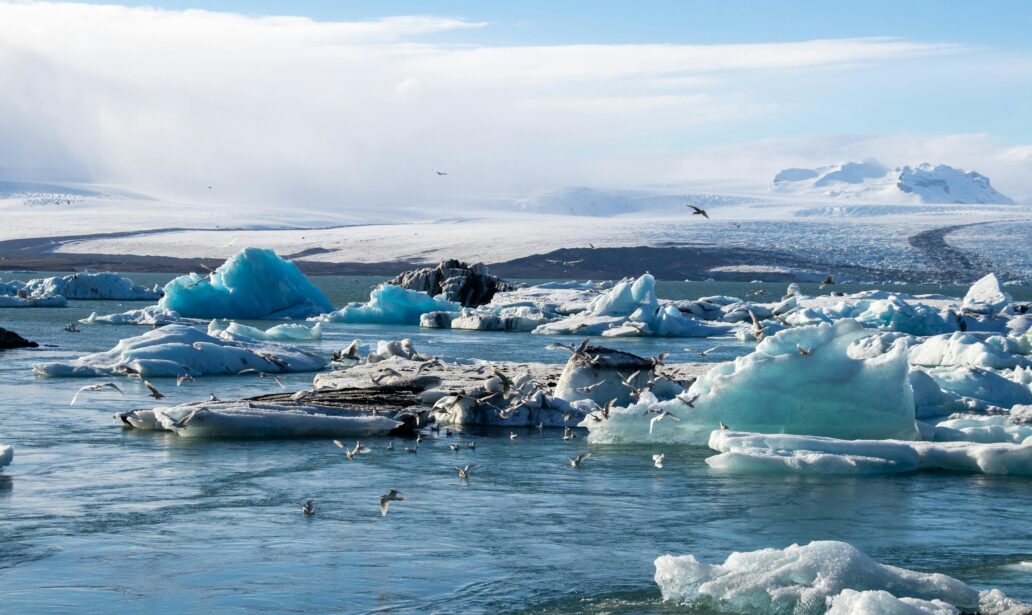 artic habitat