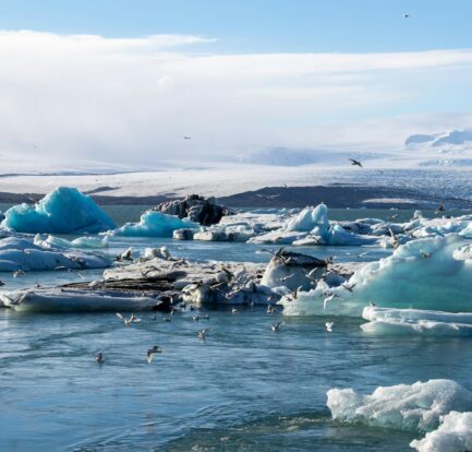 artic habitat