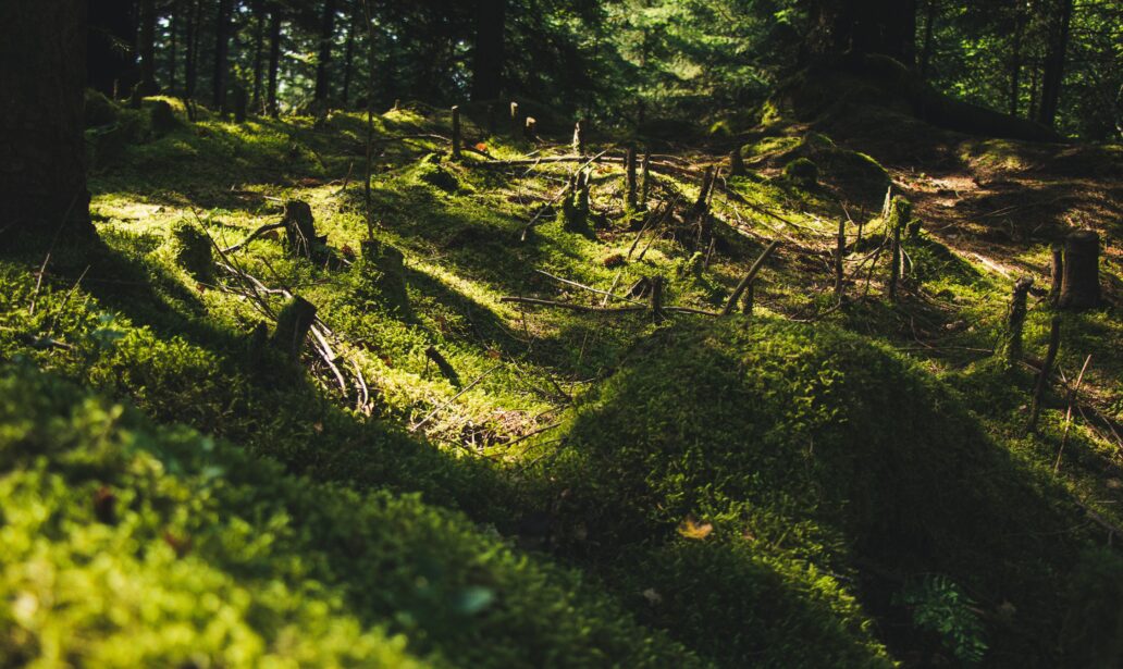 deforestation on habitat