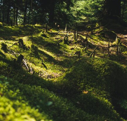 deforestation on habitat