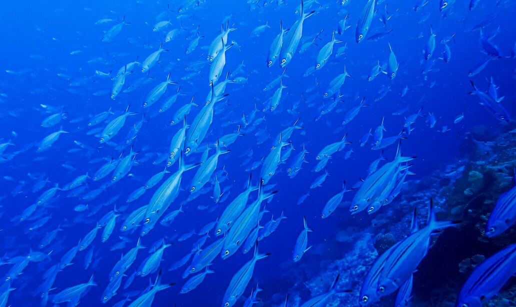 fishes in their aquatic habitat