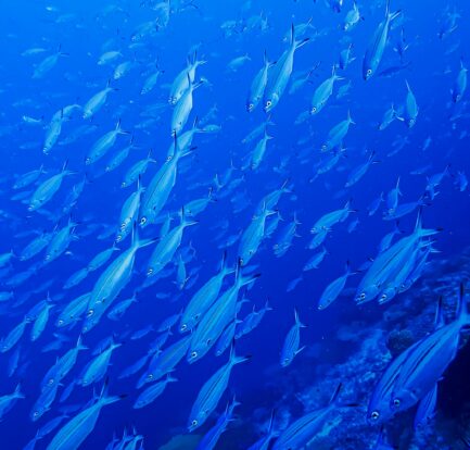 fishes in their aquatic habitat
