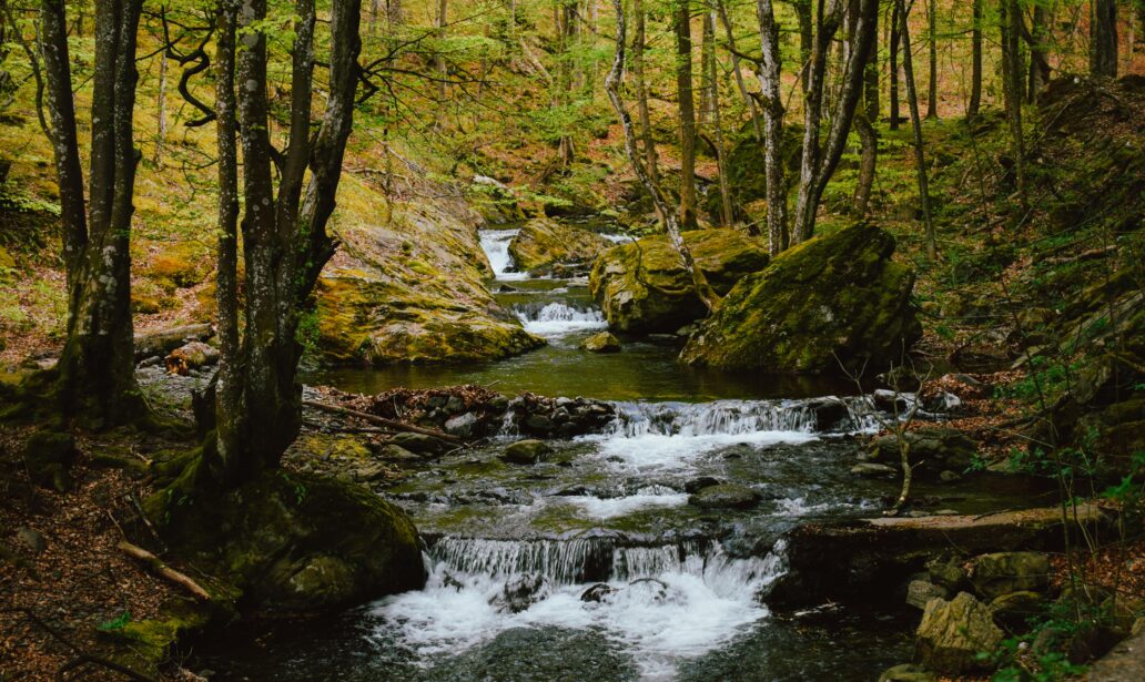 healthy wildlife habitat