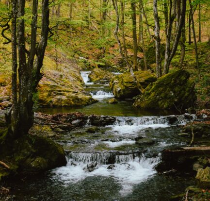 healthy wildlife habitat