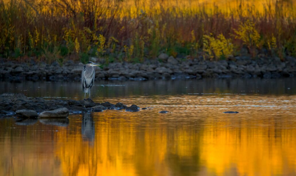 5 benefits of wetlands