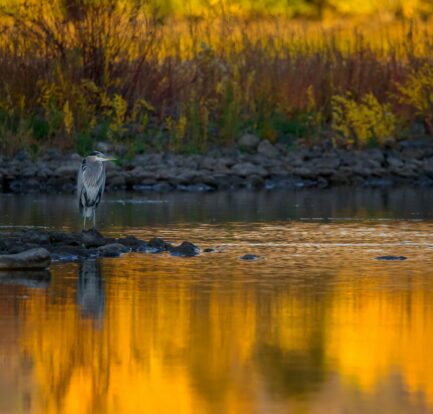 5 benefits of wetlands